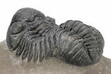 Phacopid (Morocops) Trilobite - Foum Zguid, Morocco #216576-3
